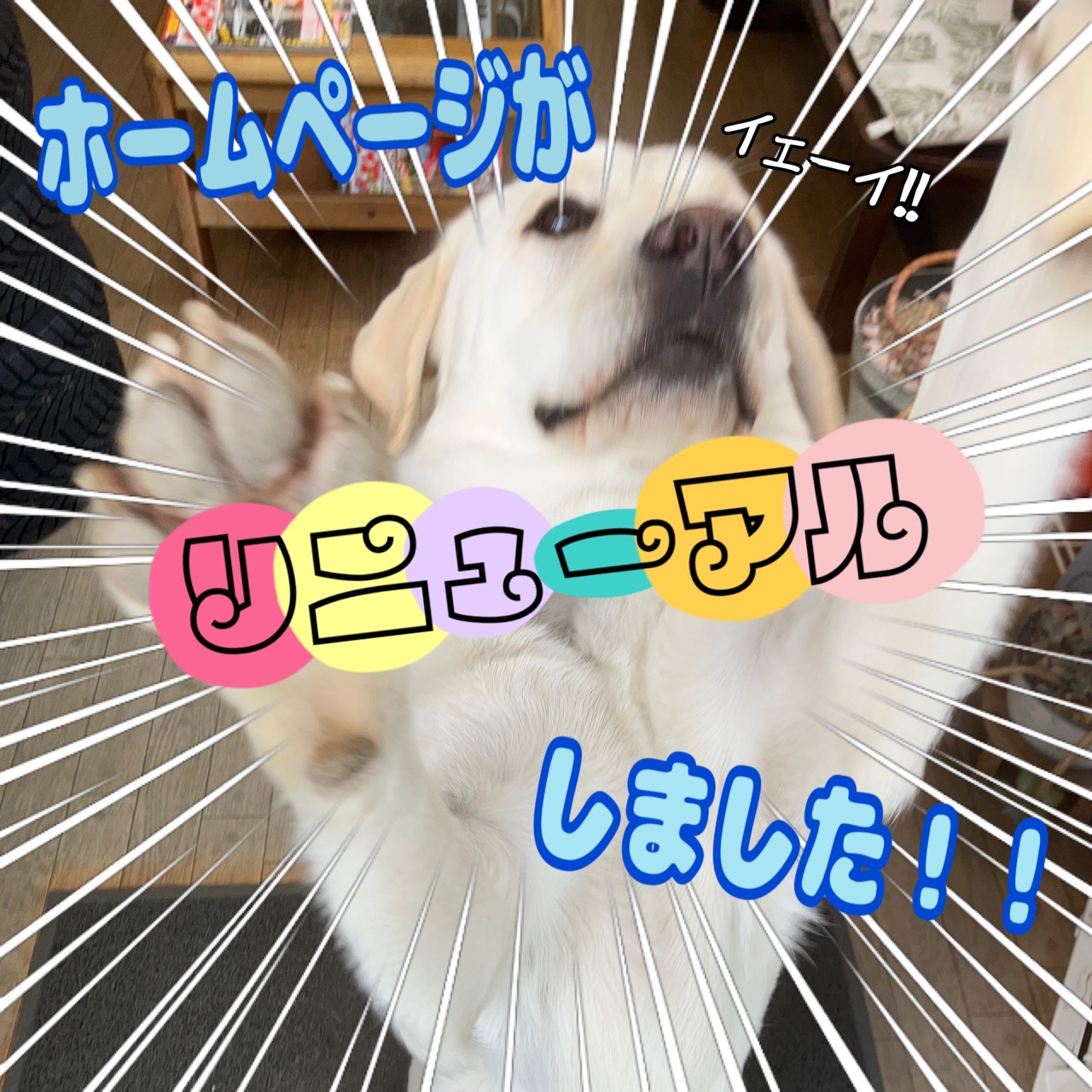 ホームページがリニューアルしました！！！の画像