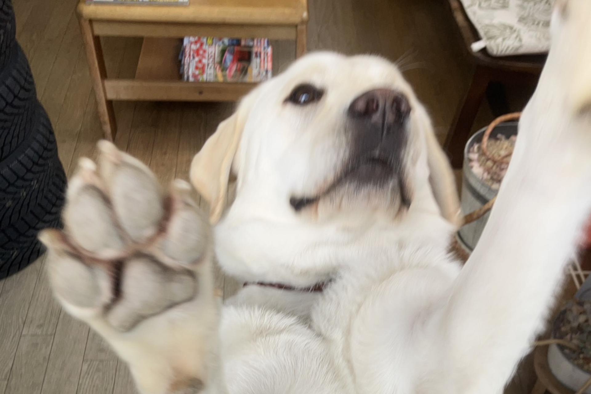 看板犬アルくん